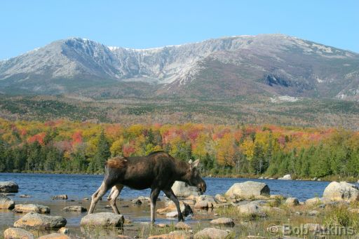 CRW_0080 (1).JPG   -   Moose cow and Mt. Katahdin, Sandy Stream Pond, Baxter State Park, Maine
